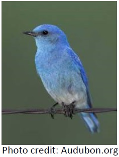 Mountain Bluebird Nest Boxes