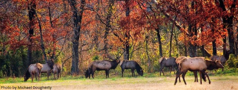 Unforgettable Archery Elk Experience