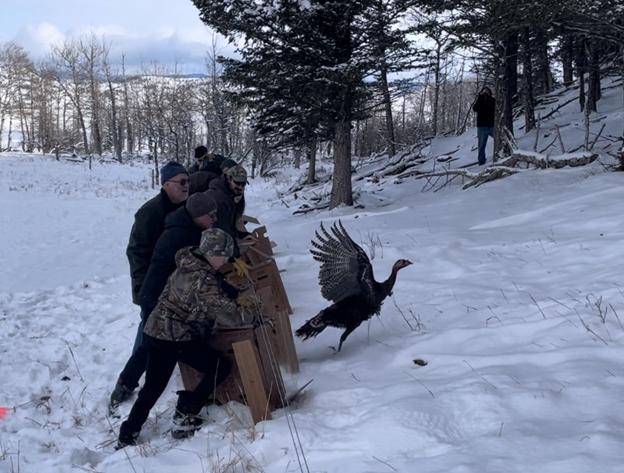 2024 Alberta Wild Turkey Program