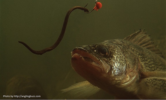 Walleye Fishing Techniques